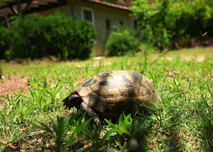Eski Yeni * Olympos