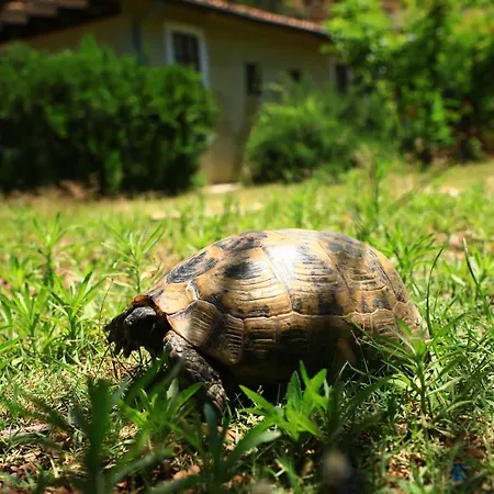 Eski Yeni * Olympos